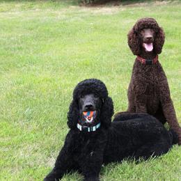 Poodle All Grown Up from Solo Standards