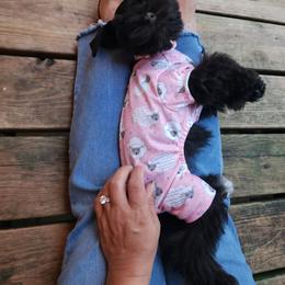 Miniature Schnauzer Puppies from C&E'S Schnauzers