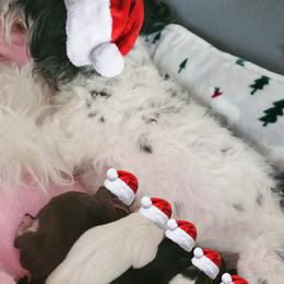 Miniature Schnauzers from Dulce's Schnauzers