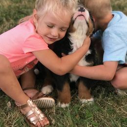 Bernese Mountain Dog Puppies from Garvin Shepherd Mountain Farms