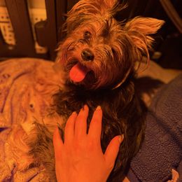 Eloise - Black and tan female Yorkshire Terrier puppy in Daleville, Indiana from Monarch Yorkshire Terriers