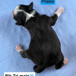 Miniature American Shepherd and Toy Australian Shepherd Puppies from Southern L Aussies