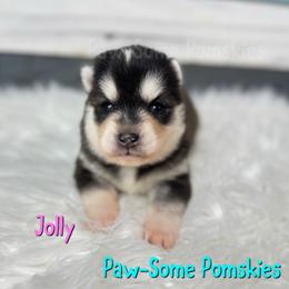 Jolly - on waitlist hold - Black and white female Pomsky puppy in Krum, Texas from Paw-Some Pomskies