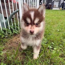 Pyro - Chocolate male Pomsky puppy in Valparaiso, Indiana from Valparaiso Pomskys