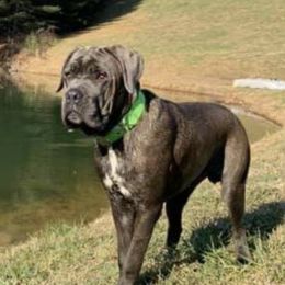 Cane Corso All Grown Up from Bear Valley Cane Corso