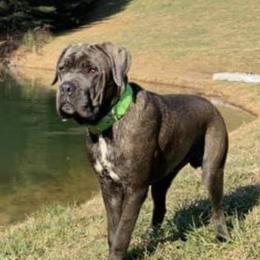 Cane Corso All Grown Up from Bear Valley Cane Corso