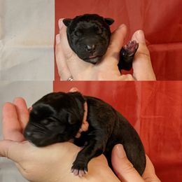 Cane Corso Puppies from Smokehouse Cane Corso