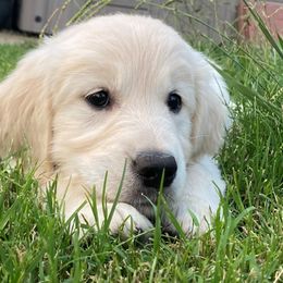 Golden Retriever Puppies from Glenmac Goldens