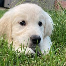 Golden Retriever Puppies from Glenmac Goldens