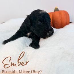 Ember - Black male Goldendoodle puppy in Livermore, Colorado from Heritage Hills Family Doodles
