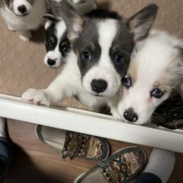 Pembroke Welsh Corgi puppies from Duarte Pups