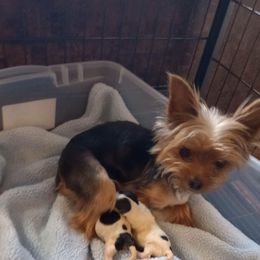 Phoebe - Yorkshire Terrier