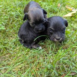 Male 1 - Black male Havanese puppy in Zanesville, Ohio from Charlotte Landry