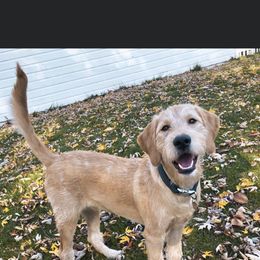 Bearded Retriever, Goldendoodle, and Labradoodle All Grown Up from Traverse City Doodles