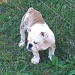 Girl 1 - Bulldog puppy in Lexington, Kentucky from E. Clive Bulldogs