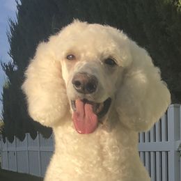 JoJo - Poodle