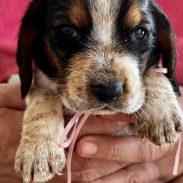 Basset Hounds from Luffman's Bassets