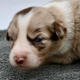 Feyre - Red merle female Miniature American Shepherd puppy in Damascus, Oregon from Rebel Soul Minis