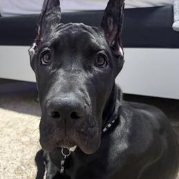 Great Danes from Noctua Kennels