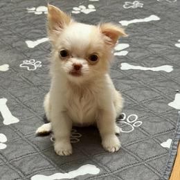Lexus - Cream female Chihuahua puppy in Williamsburg, Virginia from PAWSitive Cheeky Chihuahuas