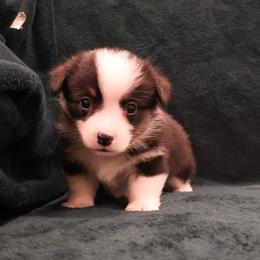 Hershey - Black and tan male Pembroke Welsh Corgi puppy in Arcanum, Ohio from Weissway Corgis