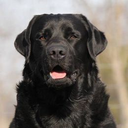 Cowboy - Labrador Retriever