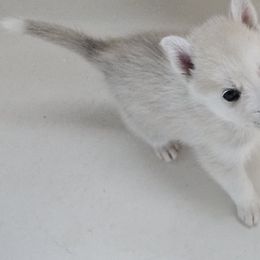 Pomsky Puppies from Peoria Pomskies