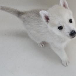 Pomsky Puppies from Peoria Pomskies