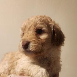 Aussiedoodle Puppies from My Classy Doodles