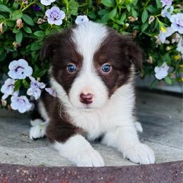 Girl 4 - purple collar - red and white - White and red female Border Collie puppy in Minden, Iowa from Rocking N Registered Border Collies & Labradors