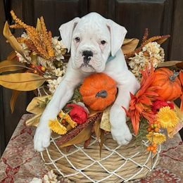 Breanna - White female Boxer puppy in Statesboro, Georgia, Georgia from Mischievous Boxers