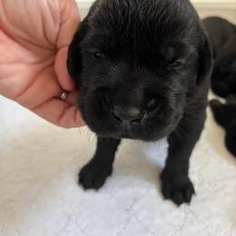 Prince Eric - Black male Labrador Retriever puppy in Tiverton, Rhode Island from Our Little Farm