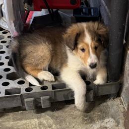 Merry - Sable and white female Collie puppy in Richmond, Kentucky from Puppy Dog City