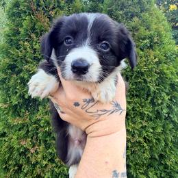 Baloo - Black and white male American Corgi puppy in Bland, Missouri from Shadey Lane Corgis
