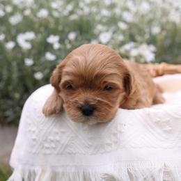 Flint - Apricot male Cavapoo puppy in Payson, Utah from Little Diamond Doodles