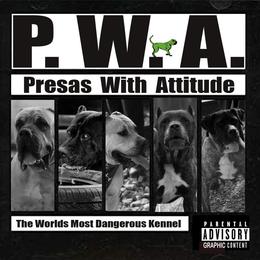 Perro de Presa Canarios from Presas With Attitude
