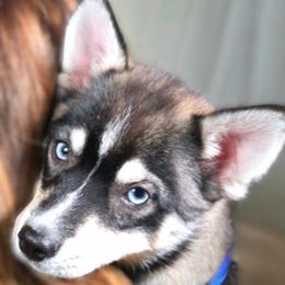Quinn - Black and white male Pomsky puppy in Orlando, Florida from Way too cute Pomskies