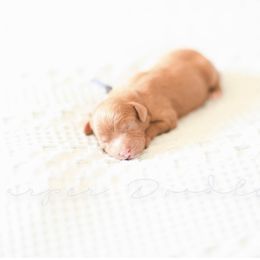 Cavapoo and Goldendoodle Puppies from Harper Doodles