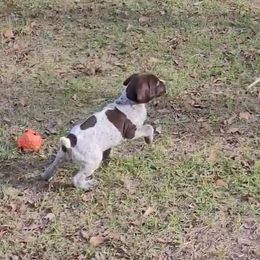 German Shorthaired Pointer Puppies from Stoney Fork German Shorthaired Pointers
