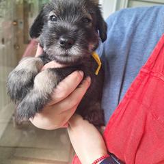Standard Schnauzer Puppies from Harbor Hill Standard Schnauzers
