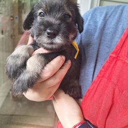 Standard Schnauzer Puppies from Harbor Hill Standard Schnauzers