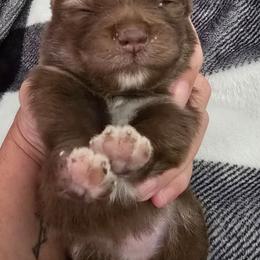 Patty - Chocolate and tan female Pomeranian puppy in Riesel, Texas from Petite Poms
