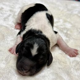 Mabel - Poodle puppy from Gulfside Poodles