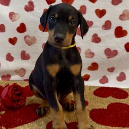 Yellow collar - Black and rust female Doberman Pinscher puppy in Mansfield, Georgia from Marbendale’s Doberman