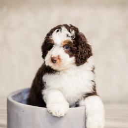 Aussiedoodle Puppies from Stokeshire Designer Doodles