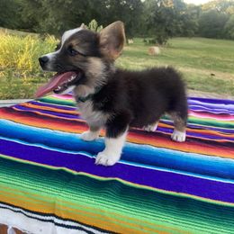 American Corgi, Dachshund, and Pembroke Welsh Corgi Puppies from Hoppin’ B Corgis & Mini Dachshunds