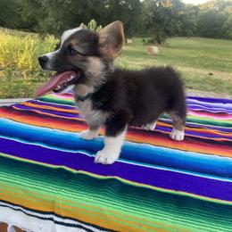 American Corgi, Dachshund, and Pembroke Welsh Corgi Puppies from Hoppin’ B Corgis & Mini Dachshunds
