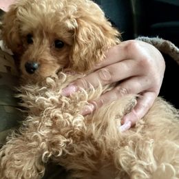 Poodle Puppies from Too Cute Toy Poodles