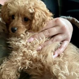 Poodle Puppies from Too Cute Toy Poodles