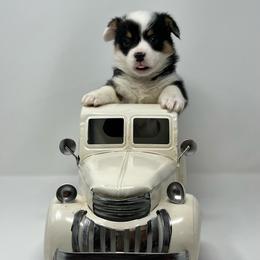 Banks - Black and tan male Pembroke Welsh Corgi puppy in Waco, Texas from The Comma Corgis